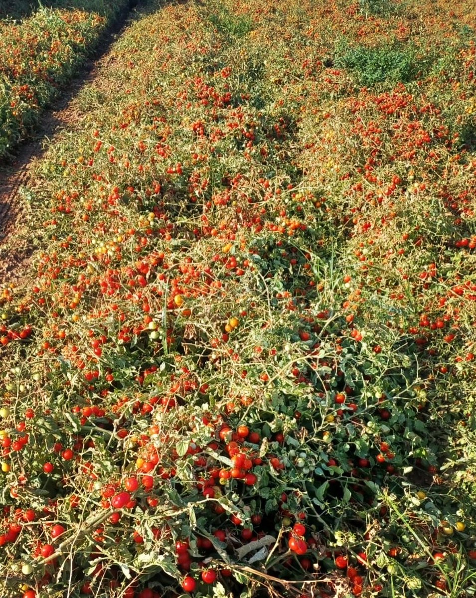 AgroBermejo's tweet photo. 🍅 Cosecha de tomate cherry en Milagro, dentro de la implantación y auditoría de GlobalG.A.P., GRASP y FSA.

🌱 Calidad, sostenibilidad y buenas prácticas en campo.

#AgronomíaBermejo #GlobalGAP #GRASP #FSA https://t.co/rBIxQDgm09