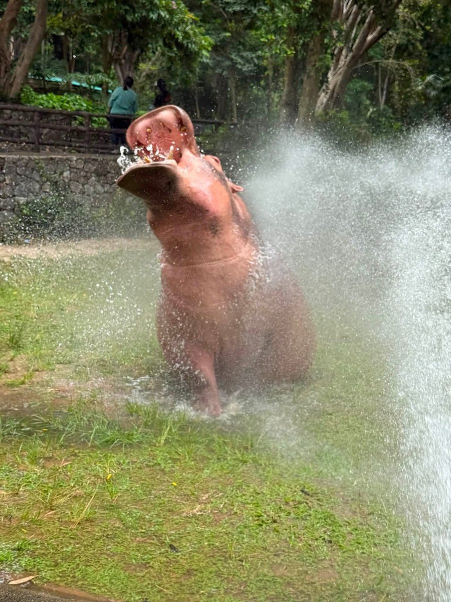 and_khamoo's tweet photo. อาบน้ำทุกวันพุธ แซ่บๆ #hippo #PygmyHippo #ขาหมูแอนด์เดอะแก๊ง #หมูเด้งเด้งกี่โมง #Moodeng #พี่ขาหมู #สวนสัตว์เปิดเขาเขียว https://t.co/TUQal7gPrZ
