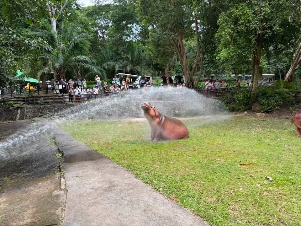 and_khamoo's tweet photo. อาบน้ำทุกวันพุธ แซ่บๆ #hippo #PygmyHippo #ขาหมูแอนด์เดอะแก๊ง #หมูเด้งเด้งกี่โมง #Moodeng #พี่ขาหมู #สวนสัตว์เปิดเขาเขียว https://t.co/TUQal7gPrZ