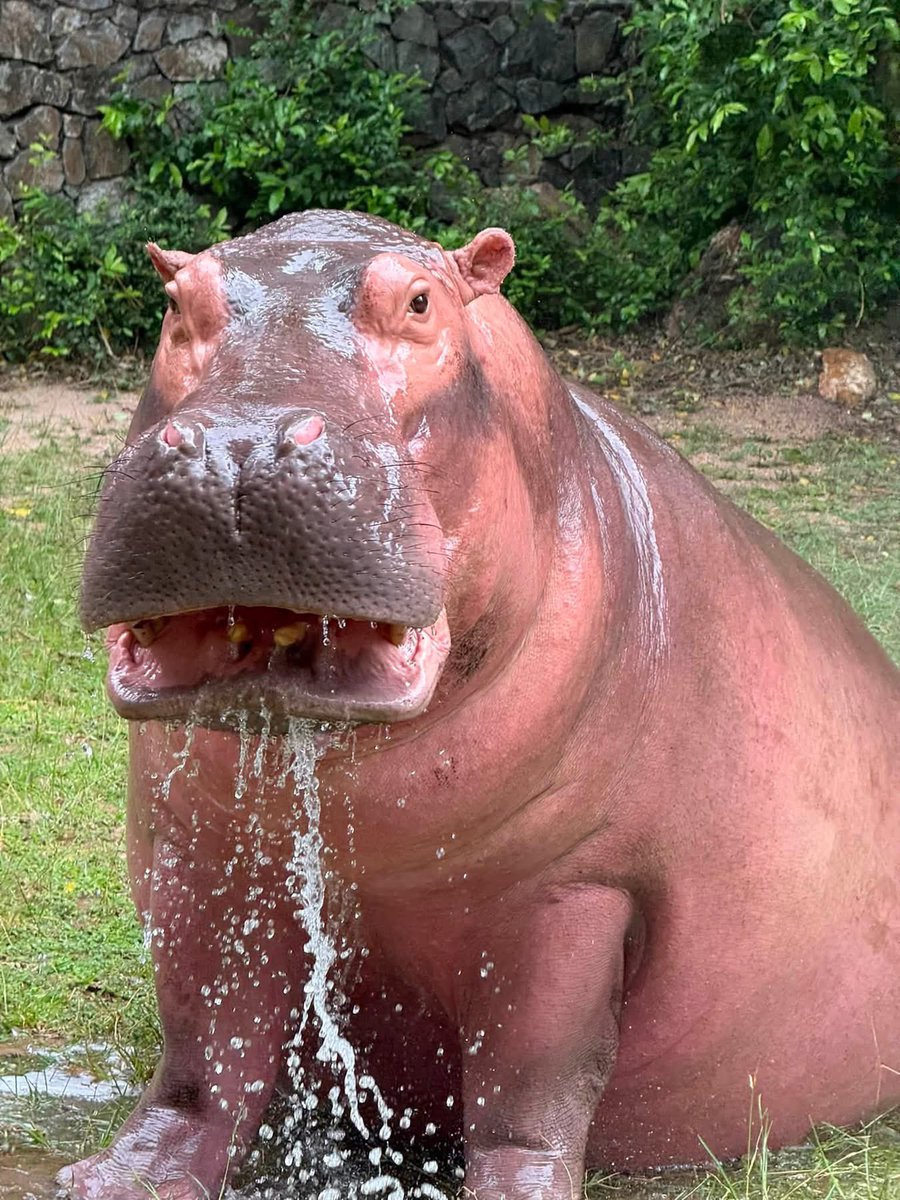 and_khamoo's tweet photo. อาบน้ำทุกวันพุธ แซ่บๆ #hippo #PygmyHippo #ขาหมูแอนด์เดอะแก๊ง #หมูเด้งเด้งกี่โมง #Moodeng #พี่ขาหมู #สวนสัตว์เปิดเขาเขียว https://t.co/TUQal7gPrZ