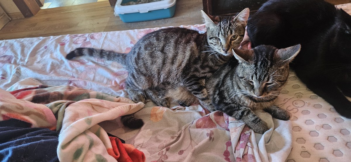 CATHOUSE202607's tweet photo. #Pirate attack on #Ashvi .
One of the young ones decided it was boarding time.
Ashvi is not impressed.
#PirateCat #CatAttack #CatsofTwitter #CatsOfX #RealCats #Cathouse202607 #CatLife https://t.co/HJF28uvC9G