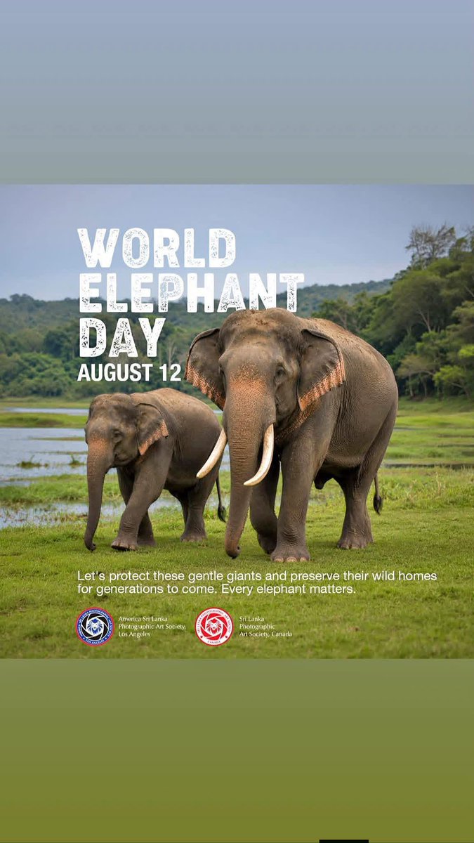 MusaIbrahimDas1's tweet photo. Happy World Elephant Day 🐘 https://t.co/VyPuUFF7xv