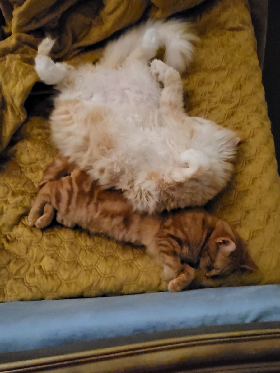 denicepenrose's tweet photo. Today's #WritingCats Max and Teddy are providing #inspiration (BTW Max is a #MaineCoon, in case you were wondering about the size difference!)
#AmWriting #WritingLife #WritingCommunity #CatLovers https://t.co/AvbHBdUGSq
