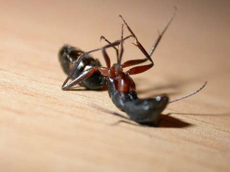 Galaxx_5's tweet photo. fuckass ant bro https://t.co/YKpmvwg2YJ