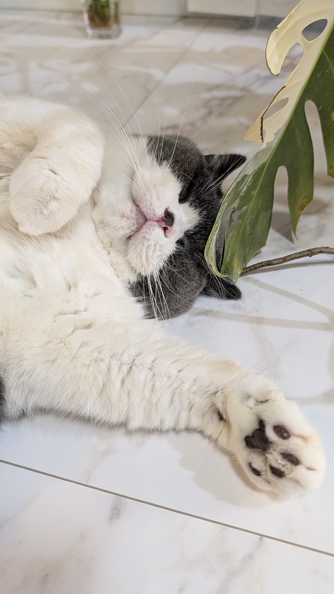 konyama55's tweet photo. 今日のこっちゃん

#猫
#cat https://t.co/aztkTgIeqA
