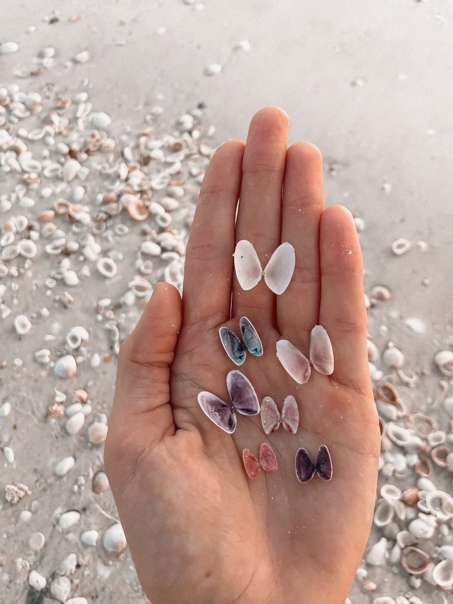 gardenofcolours's tweet photo. seashell butterflies 🦋🐚 https://t.co/SqzIXT65vM