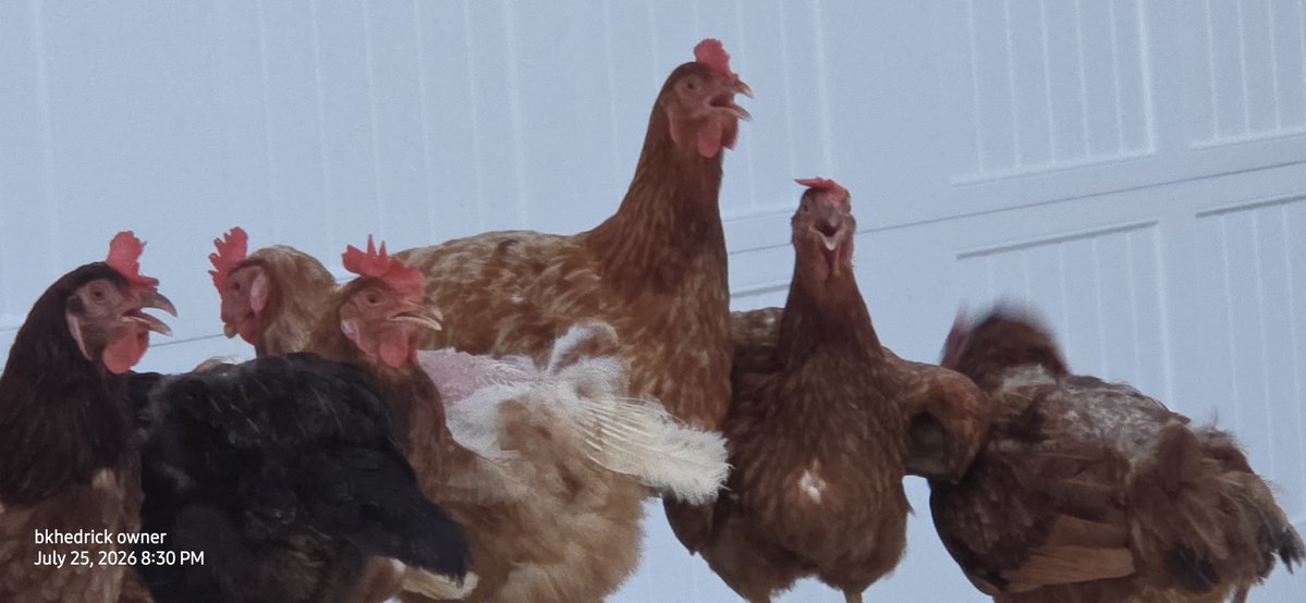 cuntryboy1958's tweet photo. Only at the farm named Paradise https://t.co/uedZaaatii
