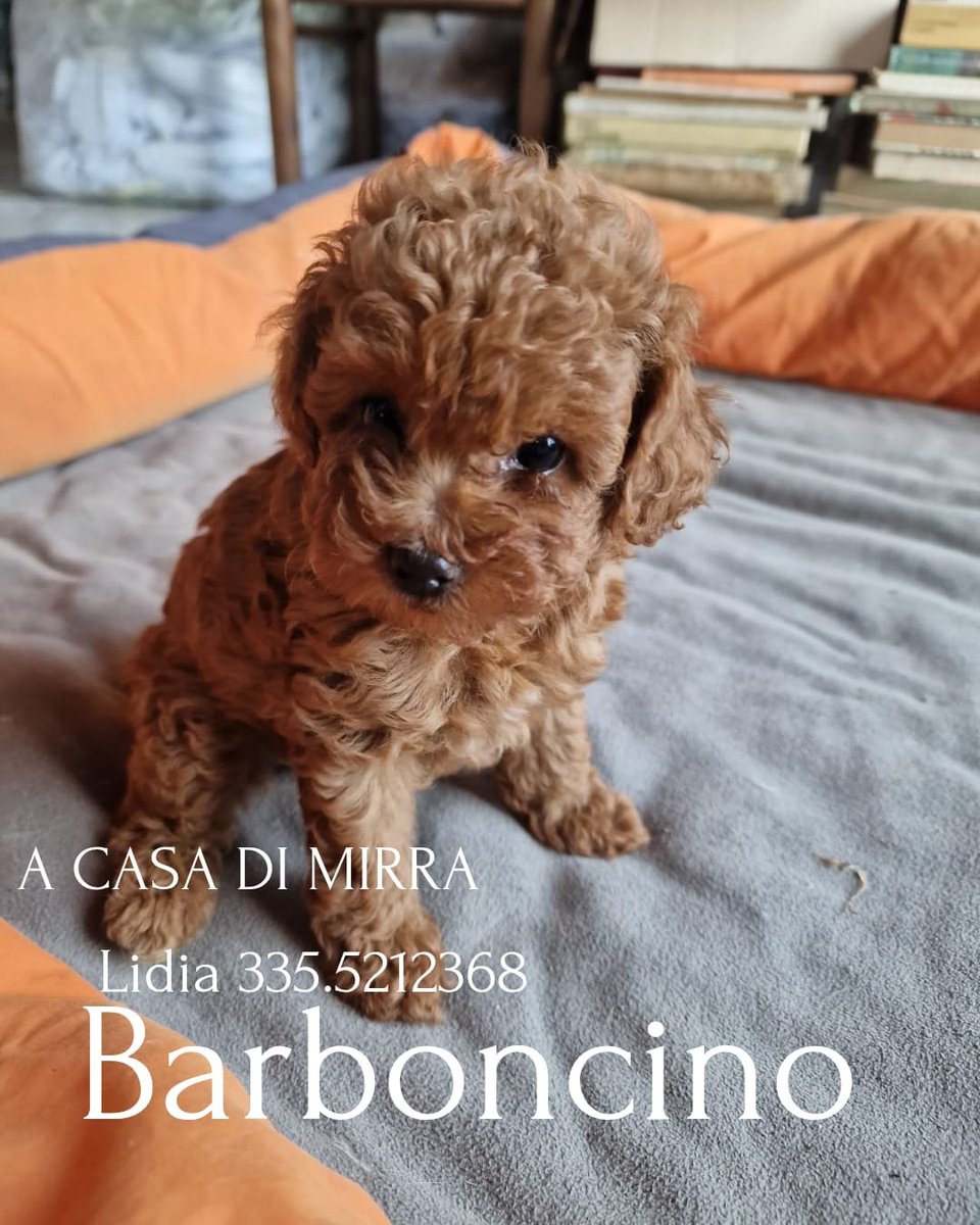 casa_mirra's tweet photo. Cuccioli disponibili x info Lidia 3355212368 https://t.co/8W66gQz5ur
#dog #puppy #cute #eyes #pet #animal #petstagram #petsagram #dogsitting #dogsofinstagram #ilovemydog #dogstagram #dogoftheday #lovedogs #lovepuppies #adorable https://t.co/21xkcO4RjW