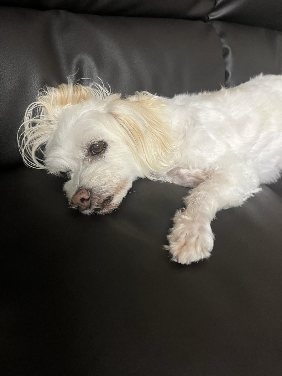 somei_za9's tweet photo. ←去年の犬　今年の犬→ https://t.co/wDSIohp3Ou