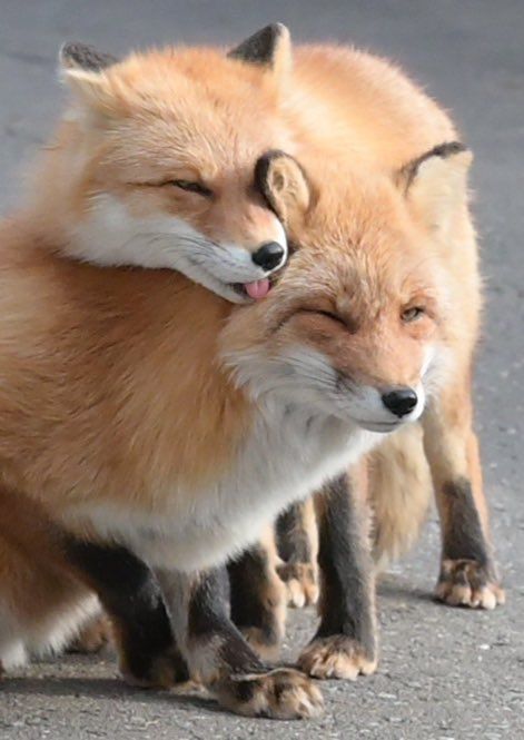 Viral @TheFoxLife post spreads across platforms with no visible content