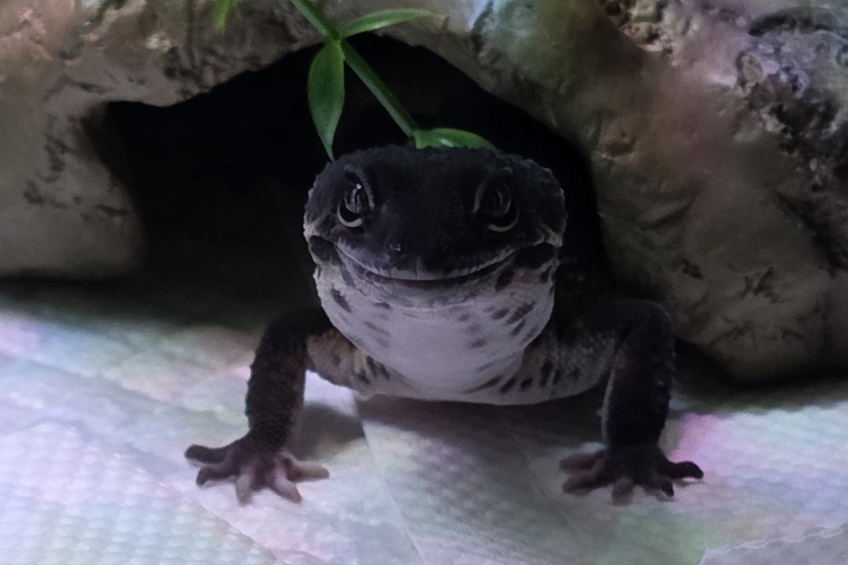 noel_gecko's tweet photo. 唇の模様のせいでしわしわおばあちゃんみたいでかわいいね👊
#レオパ #ヒョウモントカゲモドキ https://t.co/EL1IkRQnll