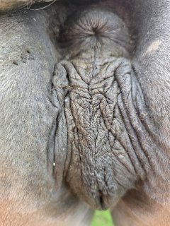kingstallion34's tweet photo. Mare lovers this is for you.. 💚🐴

Full-length HD videos available. 

DM for access &amp; pricing details. Serious inquiries only. https://t.co/Eim4B67V3N