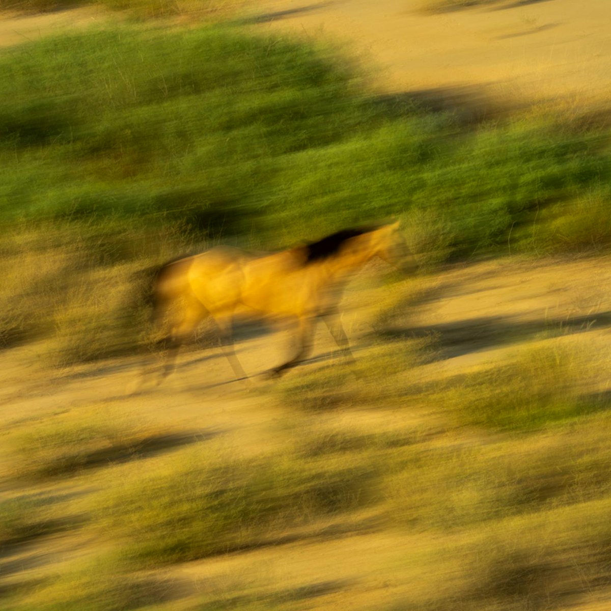 TexasMonthly's tweet photo. On the morning of August 4, contractors began moving heavy equipment into Big Bend National Park, a major development in the months-long standoff between the federal government and local officials and residents over the construction of a border barrier in the park. 

More photos by photographer Brian Finke: https://t.co/OFLQgCMmFr