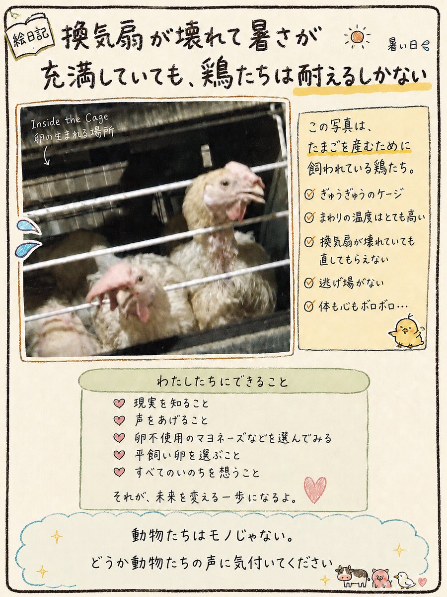 pigshavehearts's tweet photo. 🐔どんなに暑くても、我慢するしかない鶏たちです。

人間は、その鶏たちの卵を毎日もらっているのに…

せめて、涼しい場所で過ごさせてあげませんか？

ケージは生き物が暮らせる場所では、無いはずです。

事実を広める、
平飼い卵を選ぶ、
卵不使用のマヨネーズなどを選ぶ、

自分に出来る小さなことを、よろしくお願いします！

#insidethecage
#ケージ飼育を終わらせよう
#アニマルウェルフェア
#卵かけごはん 
#オムライス