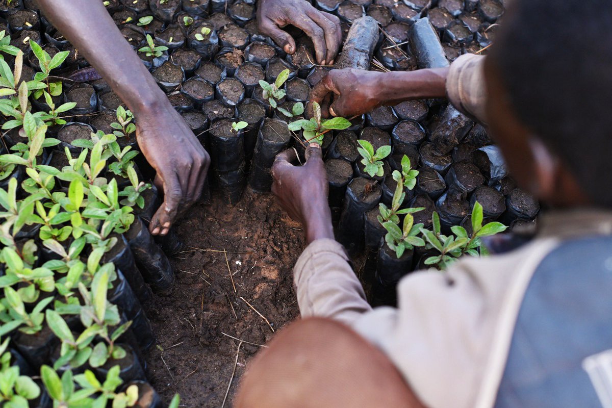karatungahoney's tweet photo. Happy International Youth Day!

At Kara-Tunga, we equip young people in Karamoja with practical conservation and sustainable tourism skills, empowering them to protect our landscapes, culture and build brighter futures. 🌱

#InternationalYouthDay #YouthInConservation #Karamoja https://t.co/mxIHNRy0RS