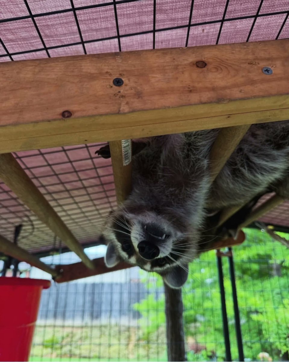 Raccoon_And_Me_'s tweet photo. Upside-Down Bandit 🦝🙃 https://t.co/EpCwWUdLqt