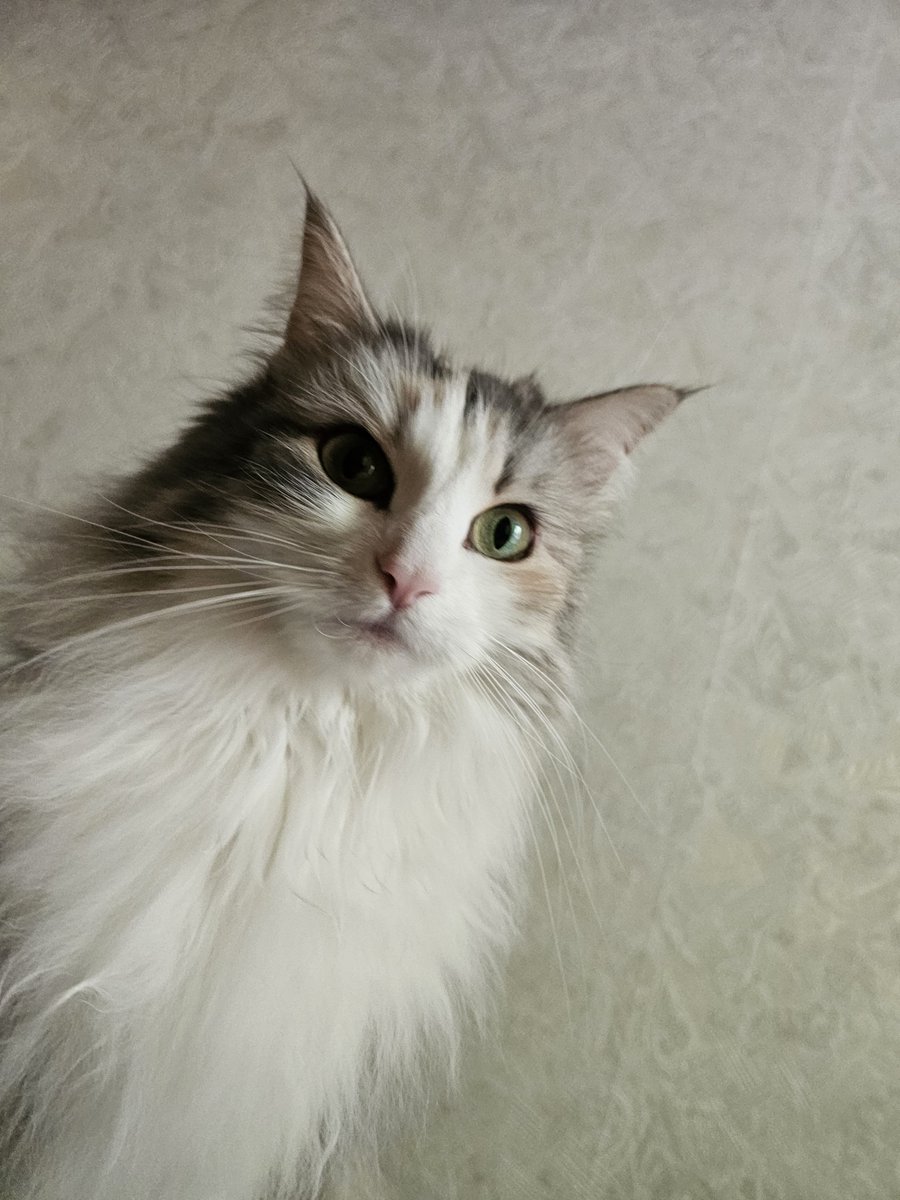 goromyao's tweet photo. ウチの子もよかったら...ｽｯ(= ･ω･)っ
#SiMねこ盤 https://t.co/fL1EWBYYce