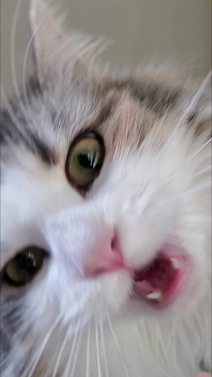 goromyao's tweet photo. ウチの子もよかったら...ｽｯ(= ･ω･)っ
#SiMねこ盤 https://t.co/fL1EWBYYce