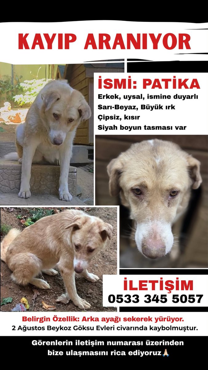 bendogurdum's tweet photo. Kayıp aranıyor İSTANBUL https://t.co/zsENvD7dTS