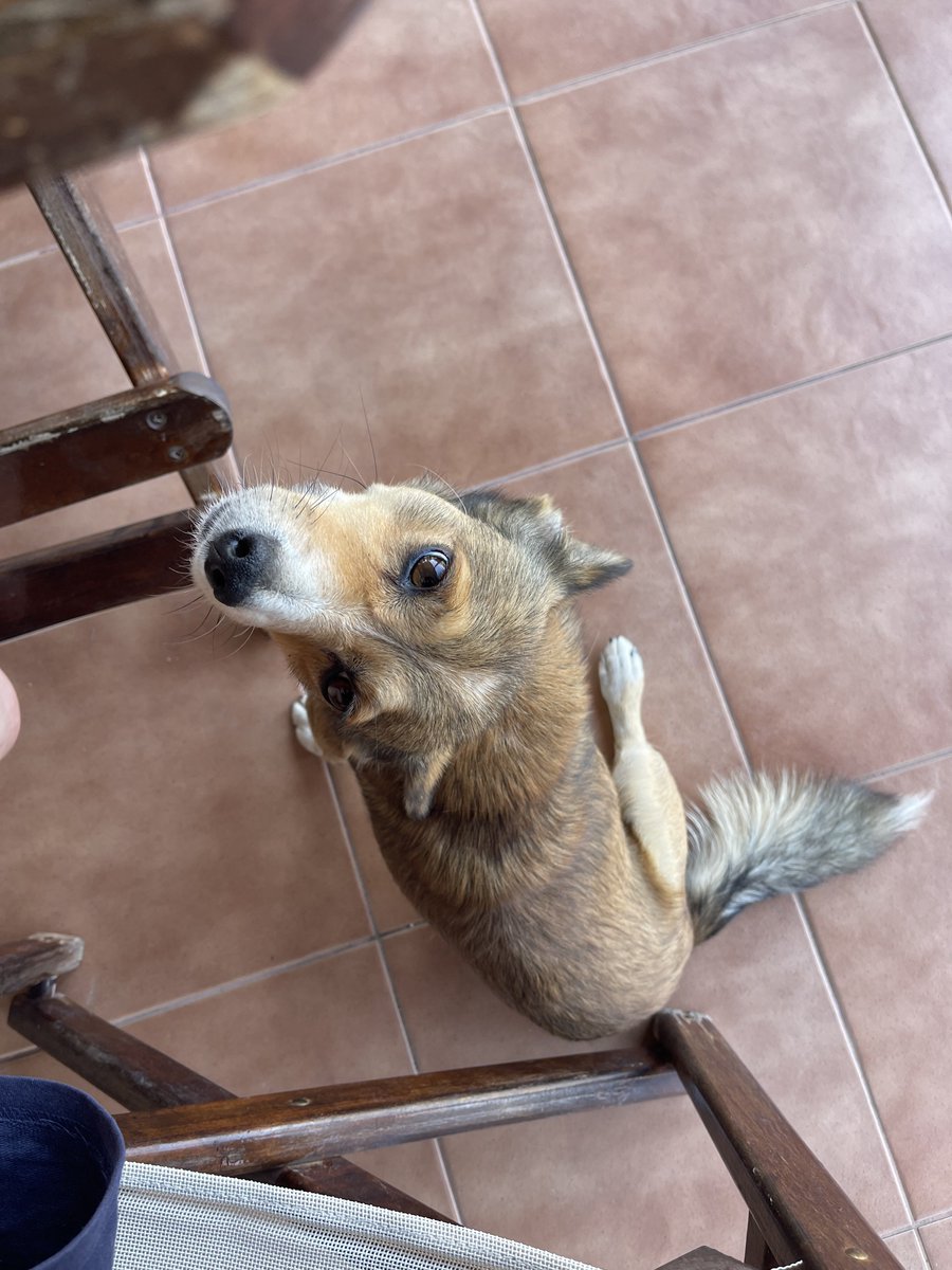negrocooKk's tweet photo. You can't really tilt with poker when you play with this view and this little furry friend
 #onlinepoker
@CoinPoker_OFF https://t.co/Am2OihXfOZ