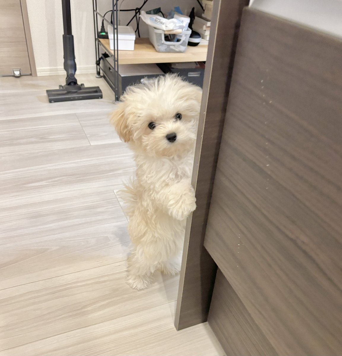 potato_maltipoo's tweet photo. 犬の心理学を学んでいる知人に「自分を人間だと思っている」と言われた。 https://t.co/vov7kJtc9c