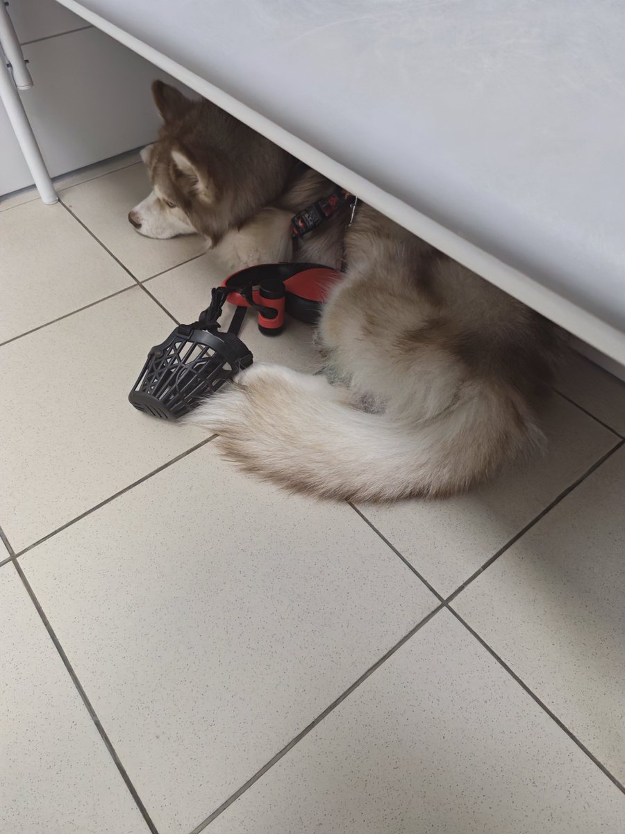 siderealEncoder's tweet photo. Hello guys I'm in a desperate situation and I need your help
Long story short I'm already 10k in debt for vet bills and today my dog needs intensive care and blood transfusion that's gonna cost around $700-800 per day
I don't have that much money at all https://t.co/NRUjR6i6lz