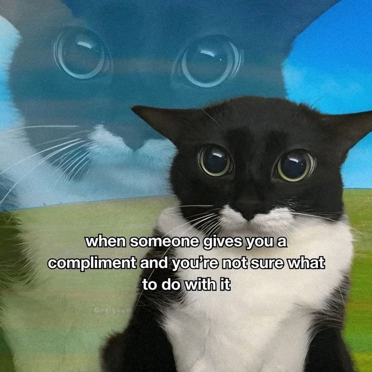 sillymeow4u's tweet photo. https://t.co/7OPExX6slW