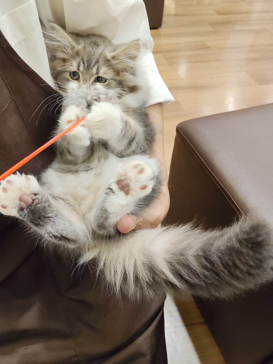 yuna_o12's tweet photo. 噛み癖のあるあまあまなオス猫ちゃん💞もっっふもふだったぁ〜！店員さん！撫でさせてくれてありがとぉ💕 #ねこ #猫 #ねこ部 #ねこ自慢 #フォロバ https://t.co/QcyP3QiaVc