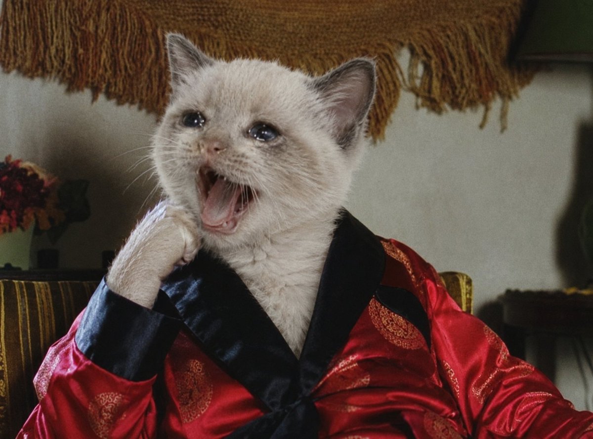 kittenthehood's tweet photo. Gmeowning

Don't you hate it when you wake up in the morning and you can't find your catnip?

MA!!! CATNIP!!!!!! MA!

$CASHKITTEN https://t.co/EfyptbjErt