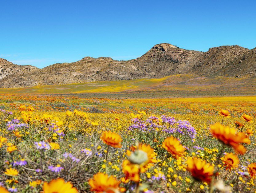 nature_yukiueda's tweet photo. アフリカにある魔法のような花咲く砂漠の風景。

色々な奇跡が重なって、1年のうちほんのわずかな時間だけ地平線の向こうまで花々が咲き誇る砂漠があります。

しかも毎年咲く花が変わるので二度と同じ風景には出会うことができません。「神々の花園」と呼ばる奇跡の絶景。 https://t.co/dcg3XVqrfL