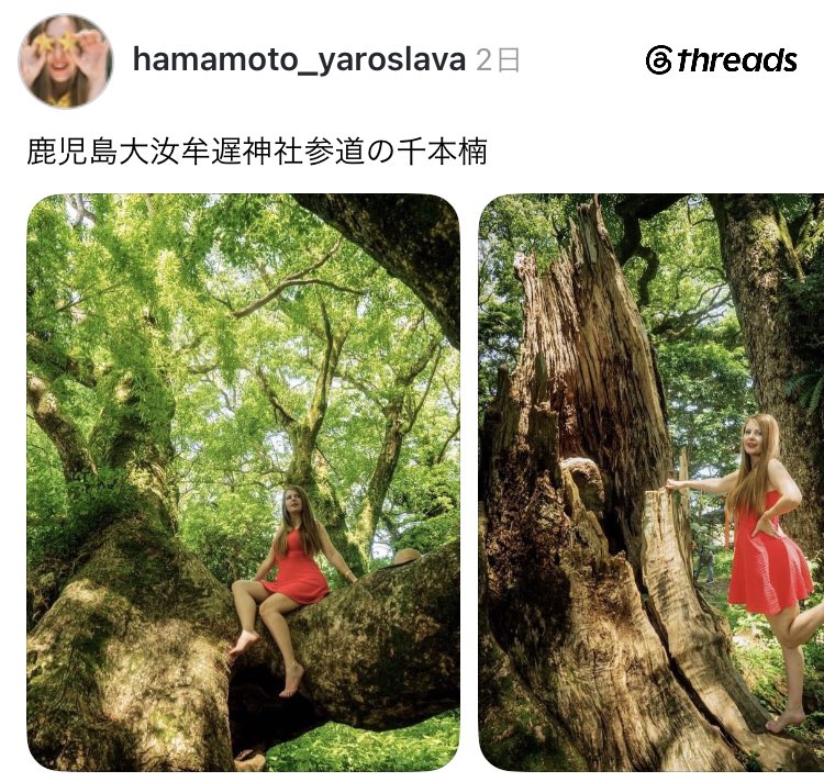 Izumi_Sunagawa's tweet photo. 鹿児島県日置市吹上町中原の大汝牟遅神社参道東側にある「千本楠」に登るバカ外国人。

「千本楠」は、樹齢800年以上と推定される巨楠の群生林で天然記念物だ。

コイツの承認欲求を満たすための道具でも、SNS映えのための撮影道具でもない！

現地の看板にも「登らないでください」と、はっきり注意書きがある。

日本語を読み書きできるヤツが、この注意書きを読めなかったとは思えない。

本当にふざけるな！
日本から出て行けよ、悪質すぎるだろ。