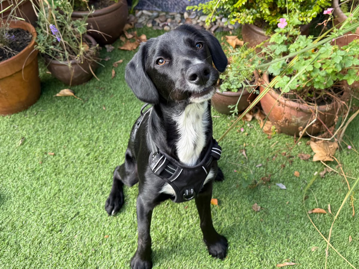 DT_WestCalder's tweet photo. Meet Ollie! 🐾💛 

This happy-go-lucky crossbreed loves fetch, tug-of-war, walks and making doggy friends. 

An active home with children of secondary school age and someone around most of the day would be perfect for this cheerful chap! 🏡☀️

@dogstrust
#adoptdontshop
#adogisforlife
#dogstrustwestcalder