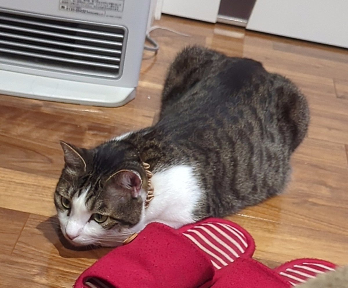 2go_marume's tweet photo. 色々おもちゃ買いますが結局シンプルなダイソー猫じゃらしが一番長く楽しく遊んでくれます というわけで二代目です https://t.co/Wi2EwkWCye