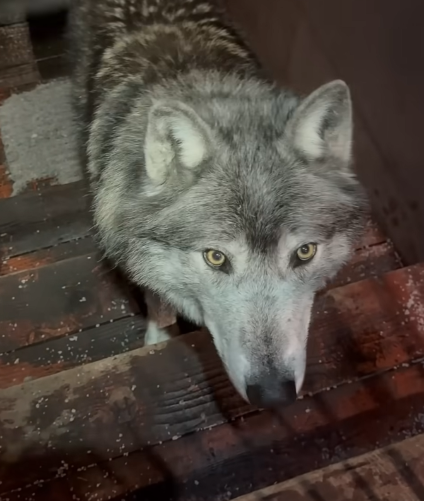 Jeffe73891152's tweet photo. It's wolp uhhhh wednesday I think https://t.co/URdYlIrWM7
