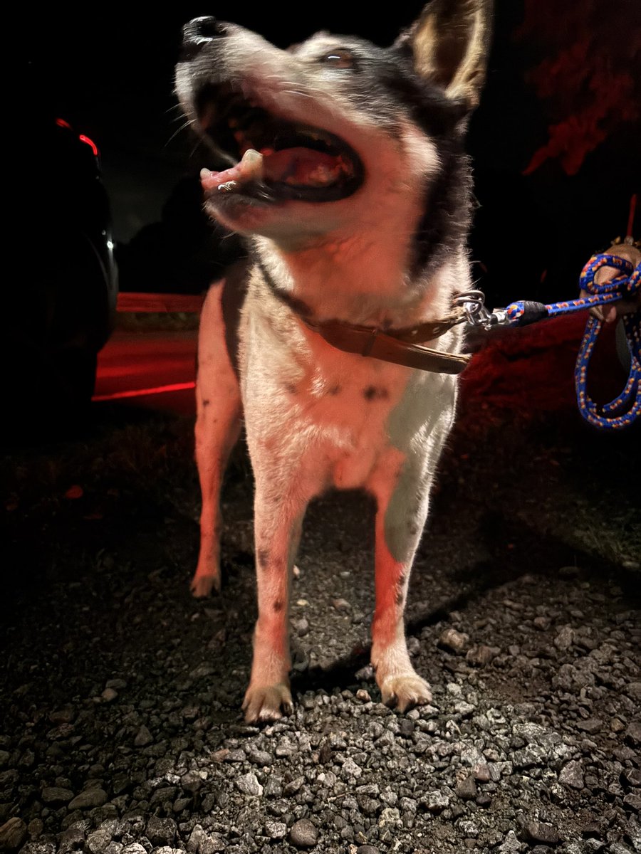 nt_sk15's tweet photo. 【迷い犬】

雑種 オス
茶色の首輪

三重県玉城町 幸神社付近(アスピア玉城付近)で迷い犬がいました。
連れて帰ることができず伊勢警察に保護していただきましたが、明日には保健所へ連れていかれるそうです。
お知り合いの方いらっしゃいましたら保健所へご連絡お願いいたします。

 #迷い犬  #三重 https://t.co/jVgKCnfJoU