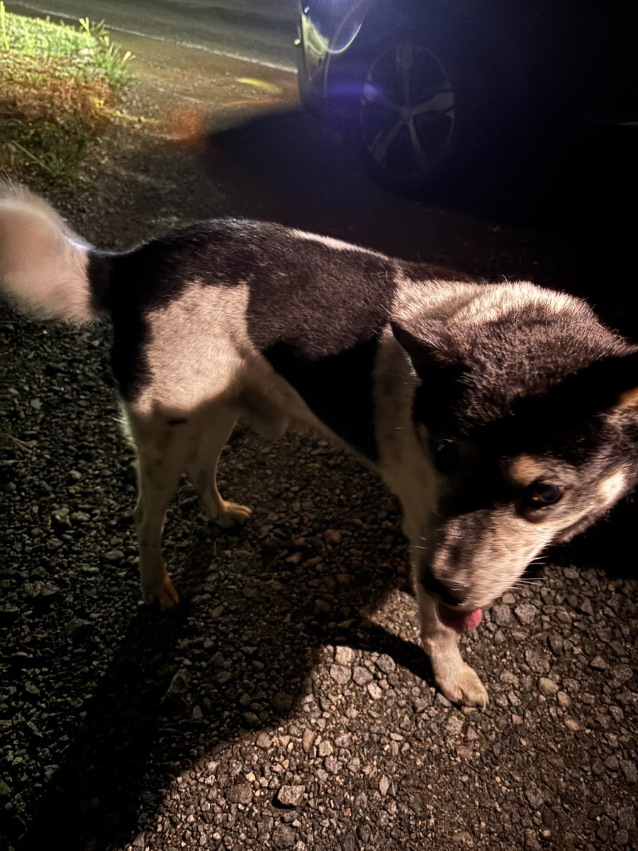 nt_sk15's tweet photo. 【迷い犬】

雑種 オス
茶色の首輪

三重県玉城町 幸神社付近(アスピア玉城付近)で迷い犬がいました。
連れて帰ることができず伊勢警察に保護していただきましたが、明日には保健所へ連れていかれるそうです。
お知り合いの方いらっしゃいましたら保健所へご連絡お願いいたします。

 #迷い犬  #三重 https://t.co/jVgKCnfJoU