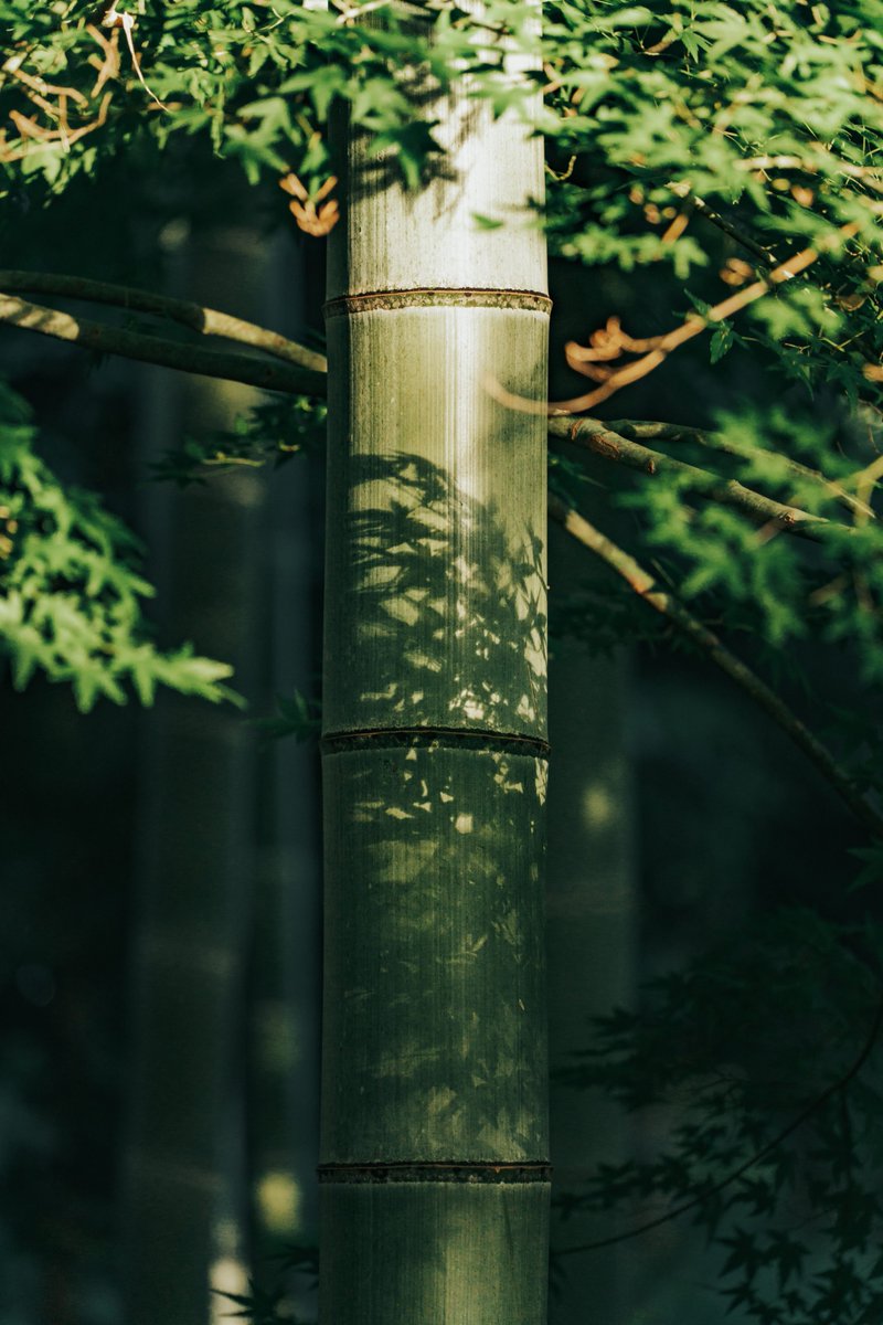 YTacya36's tweet photo. 座間谷戸山公園散歩 / SONY a7ⅳ / TAMRON
28-75mm F/2.8 Di III VXD G2 / https://t.co/JkmjonitVF