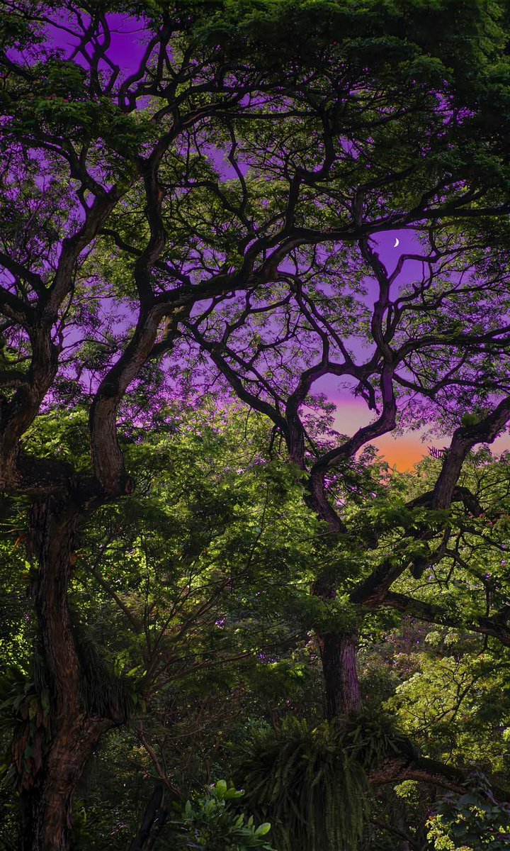 naturaholic tweet picture