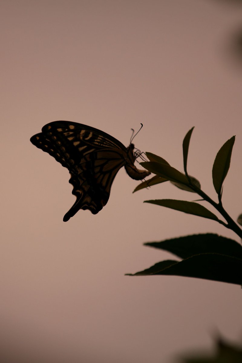 utamarukousa's tweet photo. 金柑喫茶店♪
雨の日も風の日も千客万来🦋

キンカン吸ってまた吸って
元気に陽気にキンカンコ♪
どっかで聴いたフレーズ😂

そして黄金色に染まる頃閉店

X の皆さん素敵なお盆を🏮 https://t.co/DXW3G4oYt1