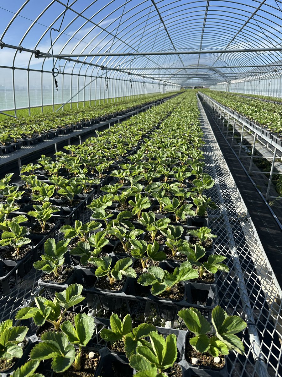 impala1963_0707's tweet photo. 株冷分の最後の葉かき🌱

葉かき後はリン酸カルシウムと発酵リン酸とグリシンベタインの葉面散布

冷蔵処理前の苗と収穫の果実に期待🍓

#あまおう
#あまおう栽培記録 https://t.co/yeDUGK2U1x
