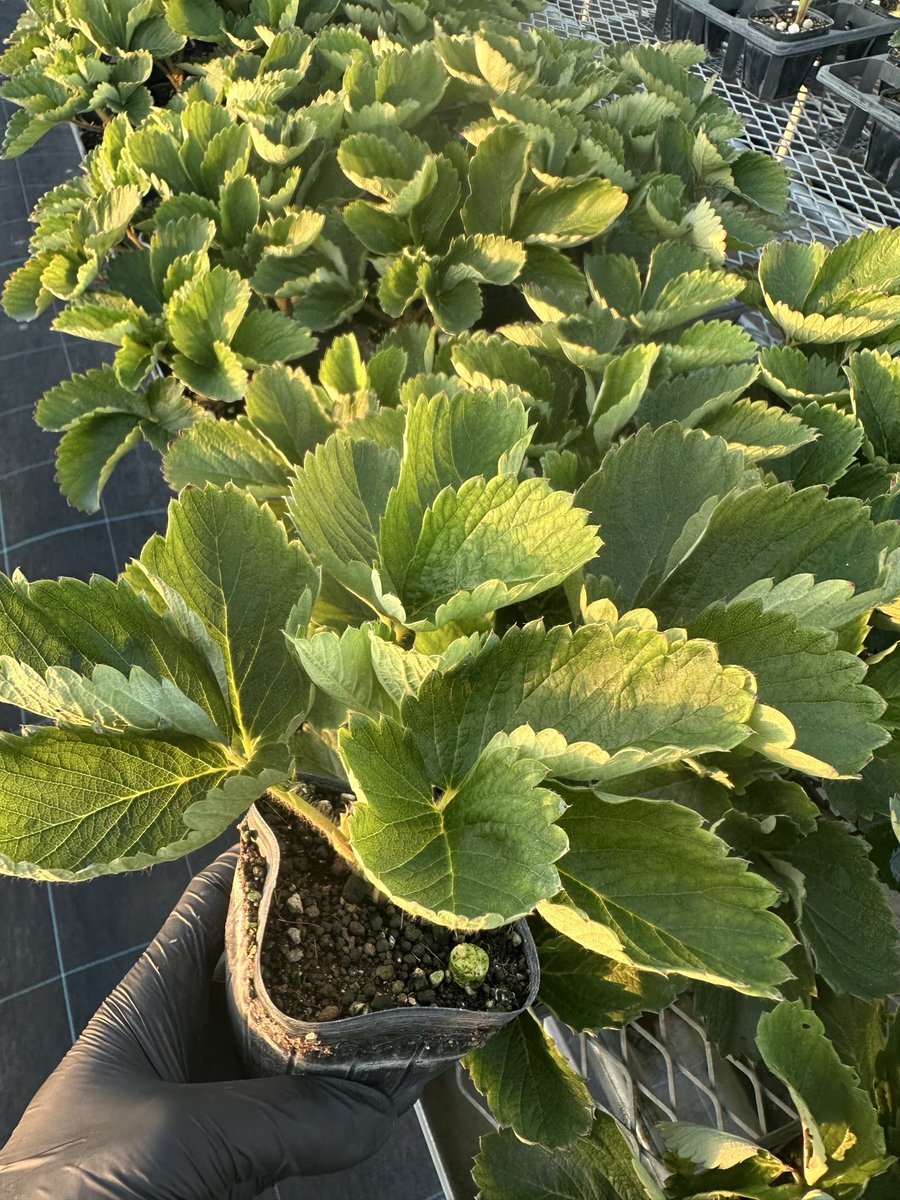 impala1963_0707's tweet photo. 株冷分の最後の葉かき🌱

葉かき後はリン酸カルシウムと発酵リン酸とグリシンベタインの葉面散布

冷蔵処理前の苗と収穫の果実に期待🍓

#あまおう
#あまおう栽培記録 https://t.co/yeDUGK2U1x