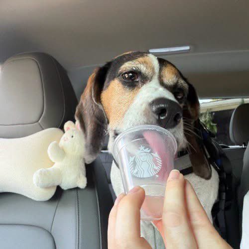 TriBeagles's tweet photo. Adoptable beagle of the day-Bella! https://t.co/T7pTurfzgL https://t.co/nmz05LbkkE