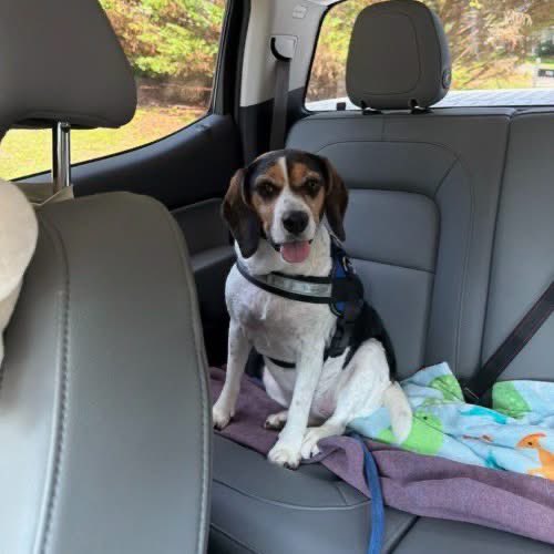 TriBeagles's tweet photo. Adoptable beagle of the day-Bella! https://t.co/T7pTurfzgL https://t.co/nmz05LbkkE