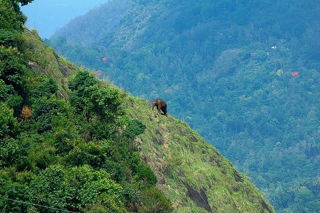 Protect_Wldlife's tweet photo. #WorldElephantDay 🐘

Supriya Sahu shares rare picture of Elephant at 3,266 metre elevation in the Nilgris

Sahu shared a photograph of an Elephant making its way across a steep hillside in the Nilgiris and noted that Asian Elephants are often imagined as animals of the plains, but are remarkably sure-footed

Full story: https://t.co/c0joZ1nMYr