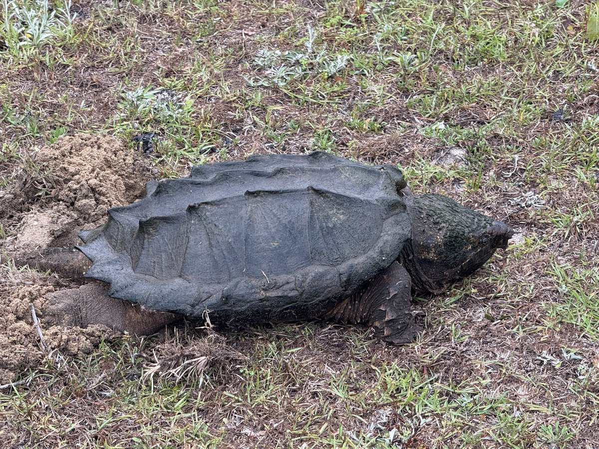 James_Smith1111's tweet photo. @actionxander @ChristinaPushaw One that was laying eggs in my yard. https://t.co/G1YMQHoUYy