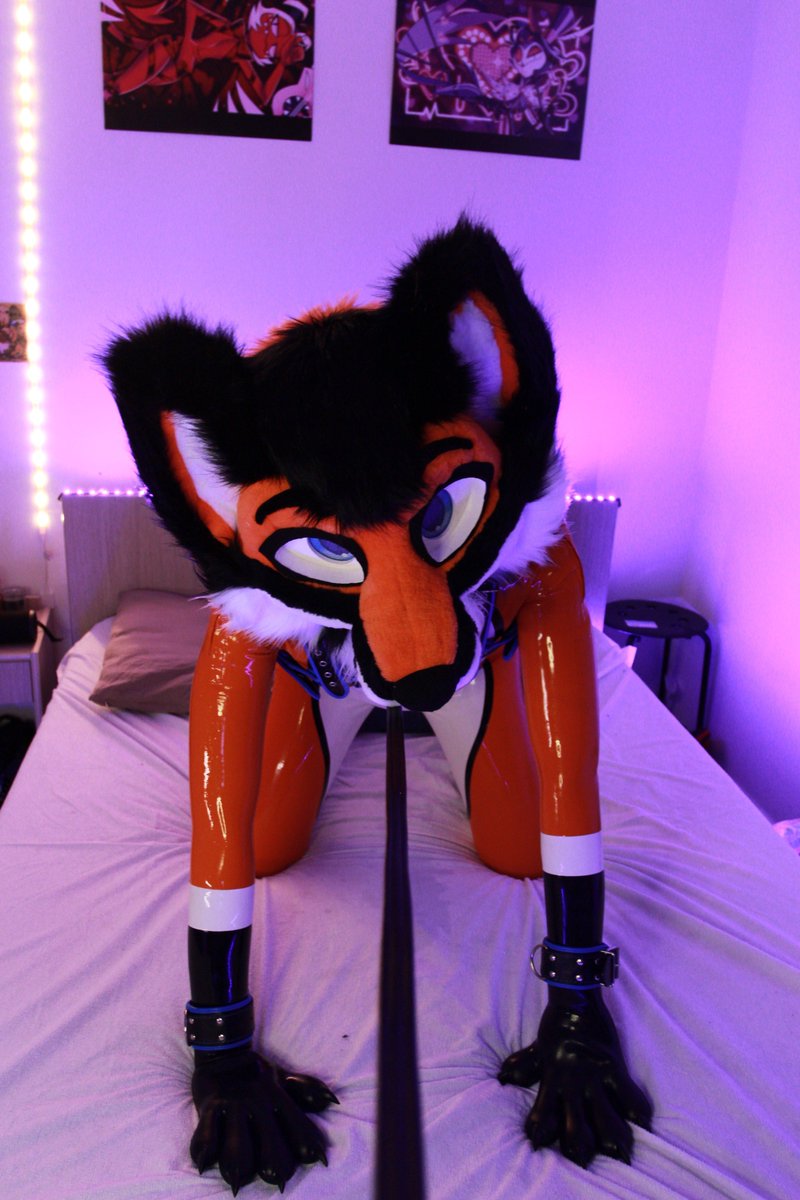 AjihoFoxNSFW's tweet photo. Do what you want :3

📸: @LeRoidHairoule 
Catsuit by @KinkProjects 
Paws and harness by @furrjoi01 

#latex #latexfur https://t.co/2hiMk4lEEL