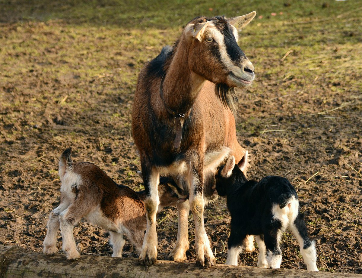 lucymulwa85's tweet photo. YOUR BREEDING CALENDAR CAN AFFECT YOUR PROFITS

A planned breeding season can make commercial livestock management more predictable.

✅ Easier labour planning
✅ Better feeding management
✅ More coordinated healthcare
✅ More uniform animals
✅ Better farm records

📞07255050 https://t.co/V6mjotGyZd