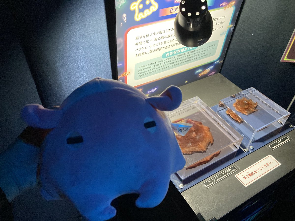 メンダコ、メンダコだよ メンダコ、メンダコだよ #ツクヨミアクアリウム