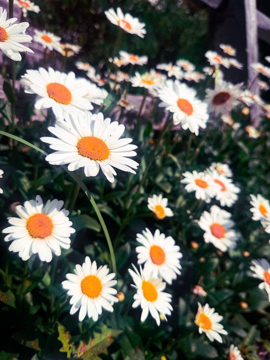 mod_serling's tweet photo. Bright buds #FlowersOnX #ShotOniPhone https://t.co/vUSCb9cmn0