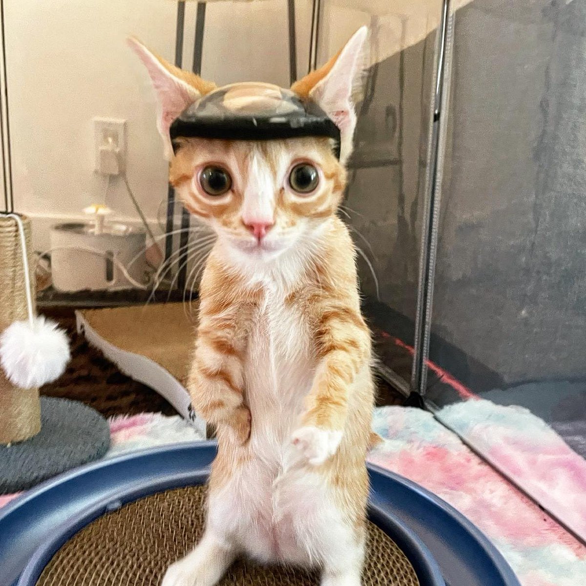 EnsedeCiencia's tweet photo. Nació con una abertura en el cráneo que dejaba su cerebro peligrosamente vulnerable. 🐱❤️

Otter tuvo que usar un pequeño casco protector hasta que especialistas lograron reconstruir la zona con una placa de titanio. La cirugía fue un éxito. 🥹 https://t.co/E4CTyxmIeW